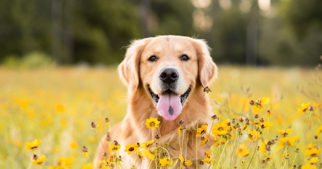 花畑にいる犬の画像